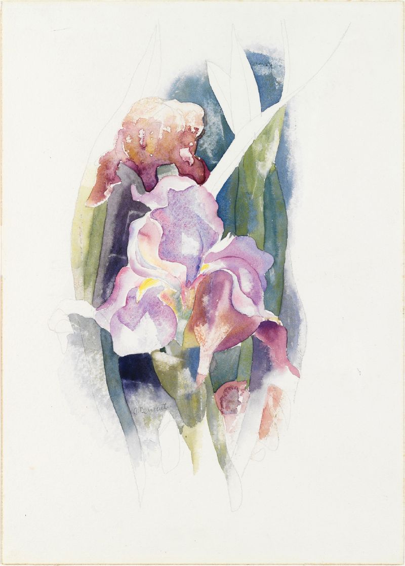 Purple Iris (circa 1920)