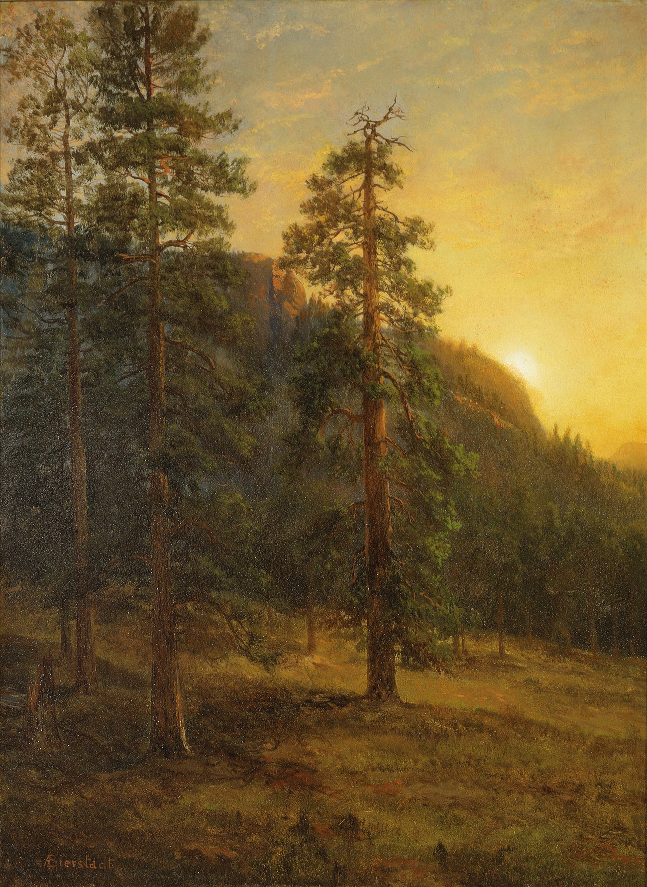 California Redwoods (1872)