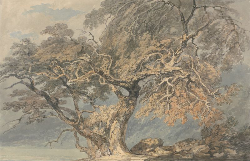 A Great Tree (ca. 1796)