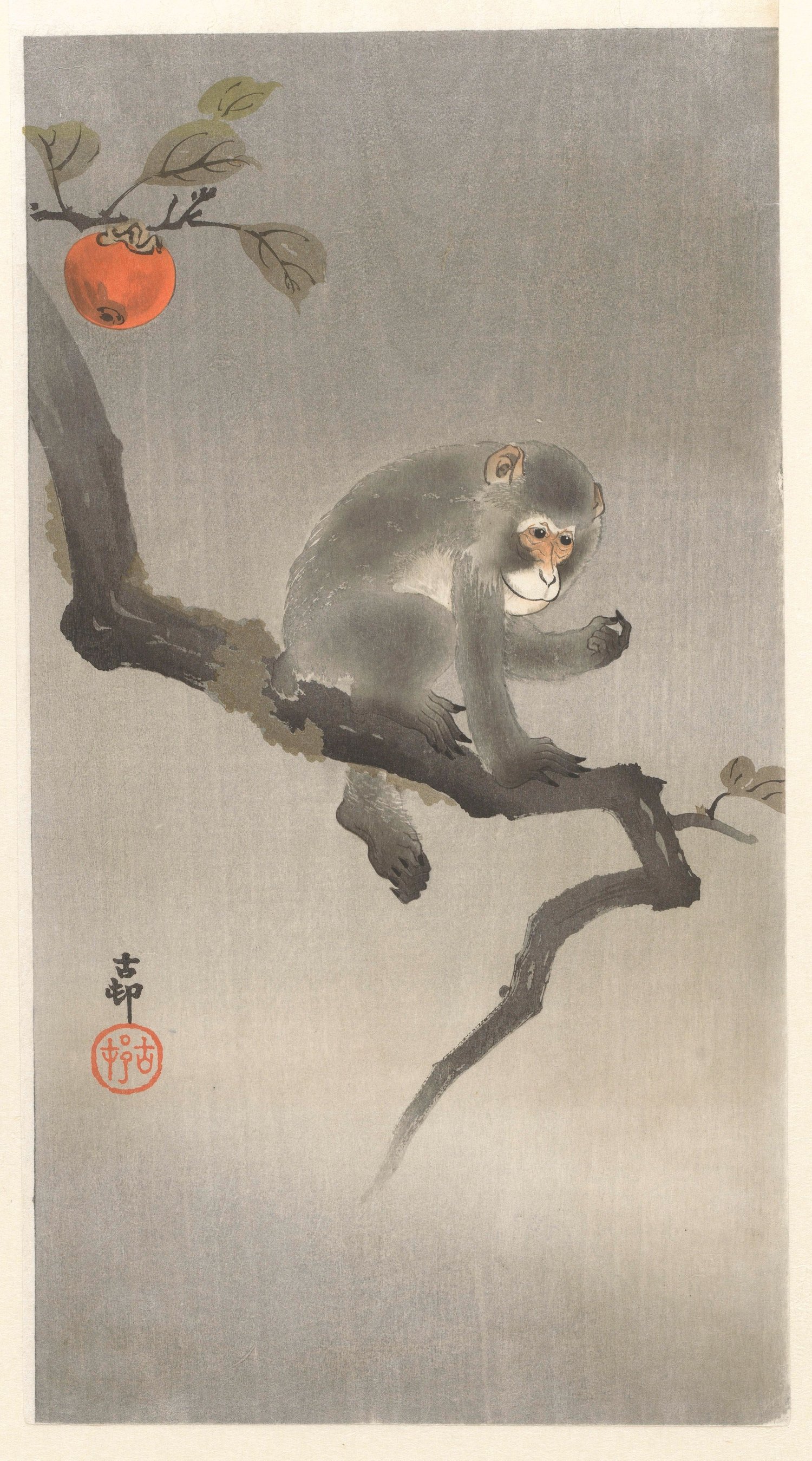 Monkey in kaki tree (1900 - 1930)
