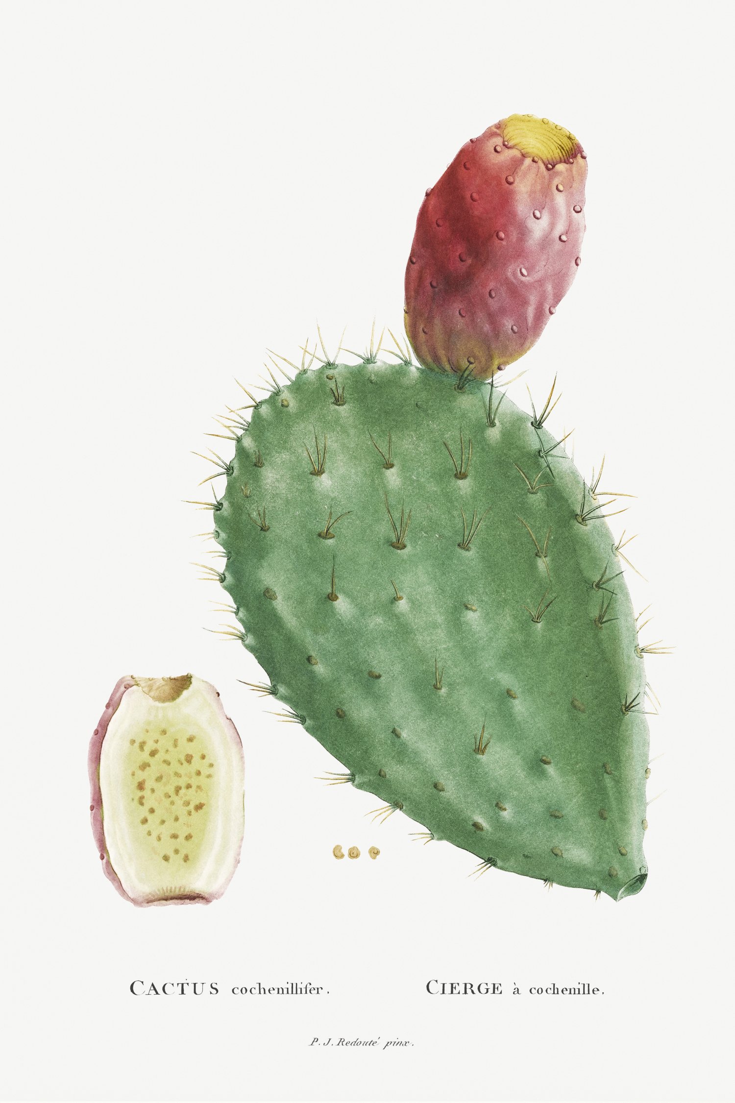 Cactus Cochenillifer Image from Histoire des Plantes Grasses (1799)

(Original from Biodiversity Heritage Library)